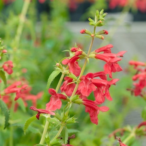 Red Flowered Lamb's Ear