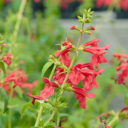 Red Flowered Lamb's Ear