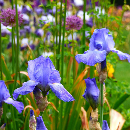 Sugar Blues Reblooming Bearded Iris