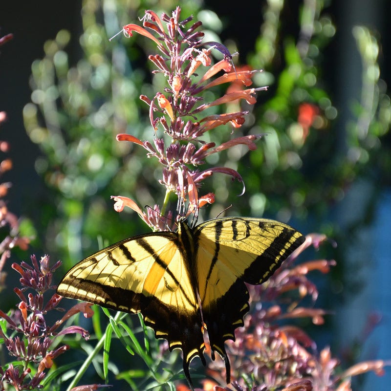 Agastache rupestris