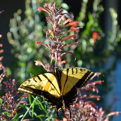 Agastache rupestris