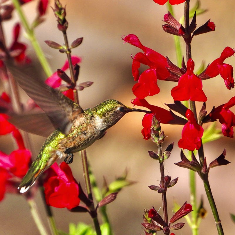 Furman's Red Texas Salvia