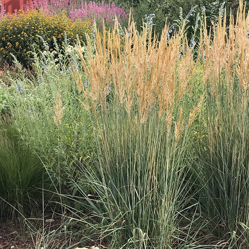 Thin Man Golden Prairie Grass