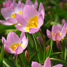 Tulip Flower Bulbs