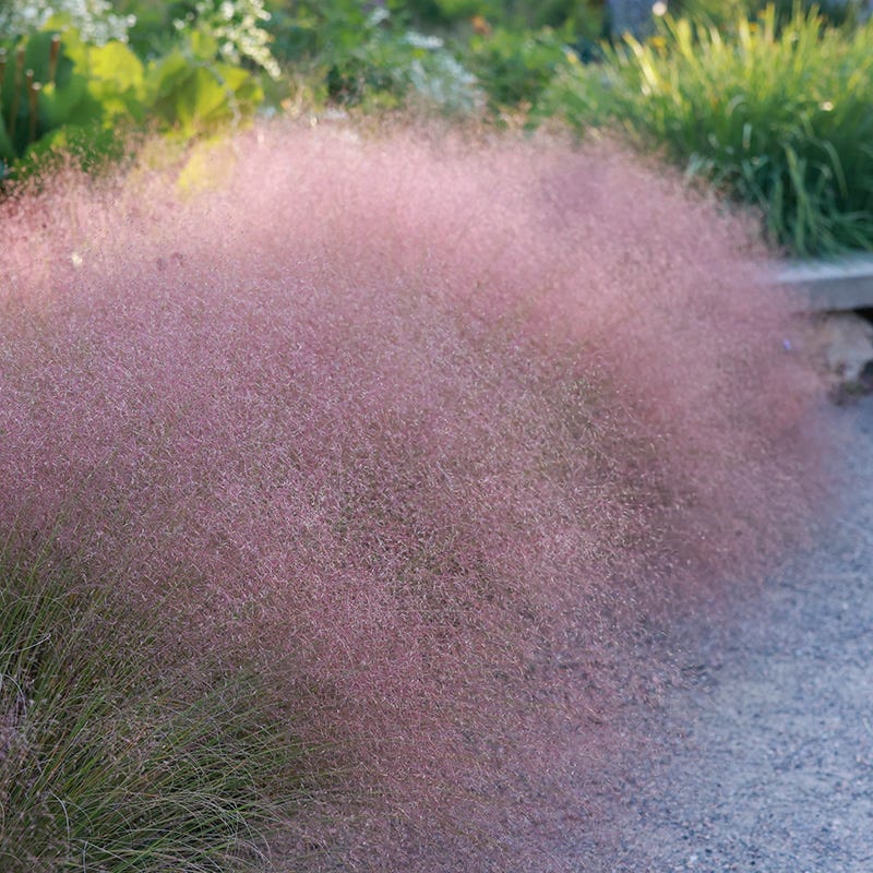 Undaunted® Ruby Muhly Grass