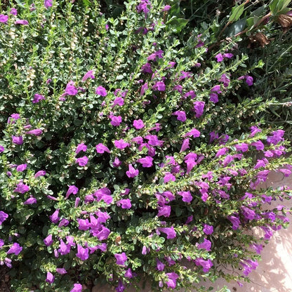Dark Violet Skullcap (Scutellaria)