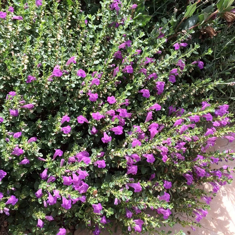 Dark Violet Skullcap (Scutellaria)