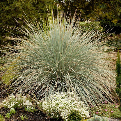 Blue Oat Grass