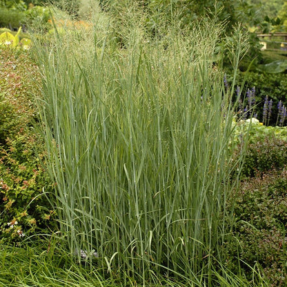 Heavy Metal Blue Switch Grass