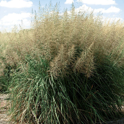 Windbreaker Giant Sacaton Grass