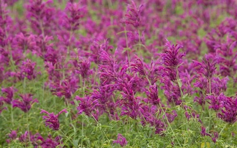 David Salman, High Country Gardens founder, stands in a greenhouse of Agastache blooms