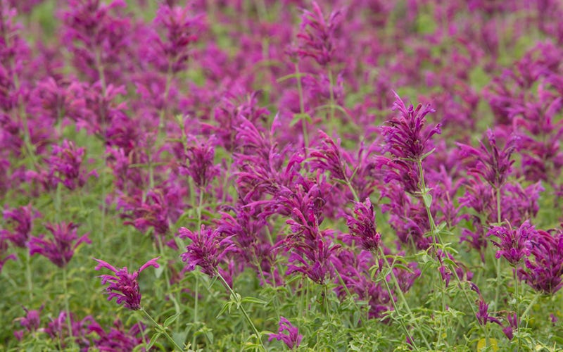 Pink Agastache