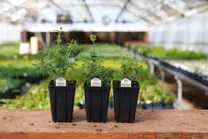 Agastache plants ready for shipping