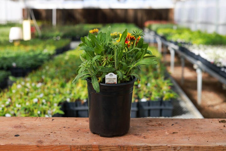 Gallon pot plant ready for shipping