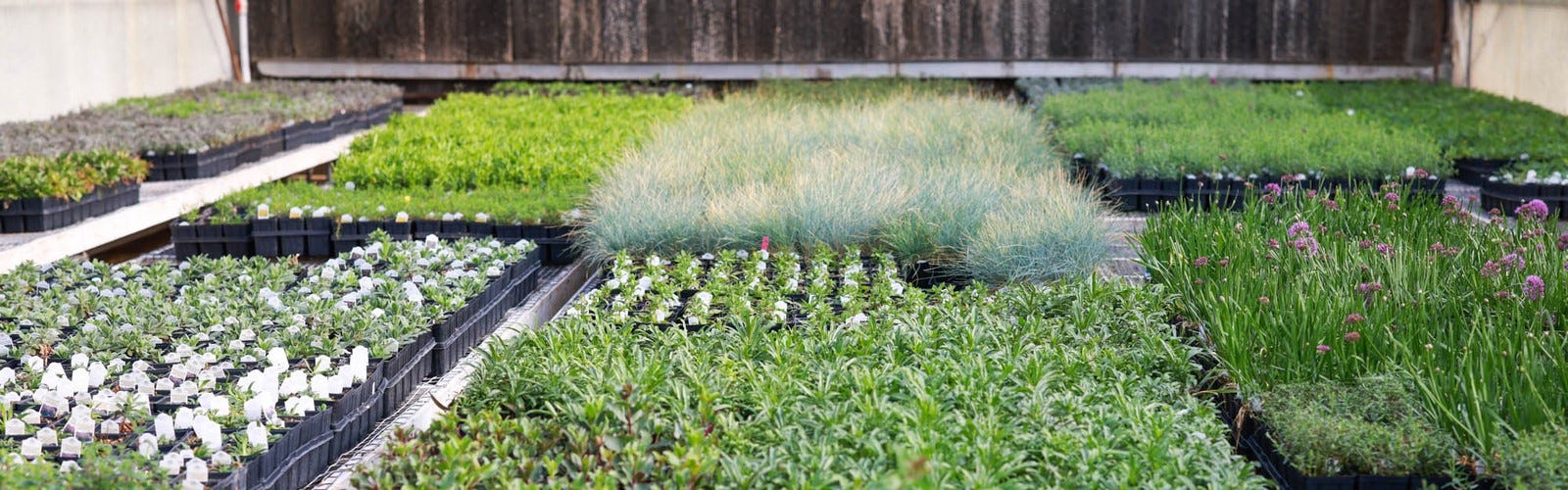 Perennial plants in our greenhouse