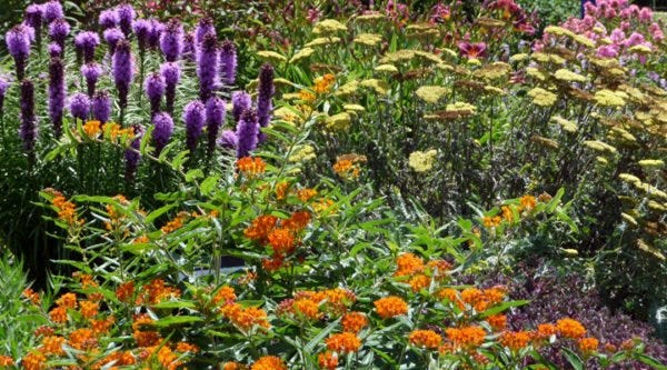 Liatris (Blazing Star), Asclepias tuberosa (Butterfly Weed) and Achillea (Yarrow) Liatris (Blazing Star), Asclepias tuberosa (Butterfly Weed) and Achillea (Yarrow)