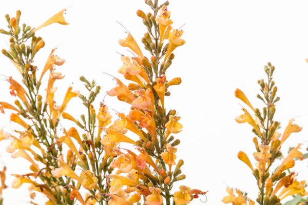 agastache acapulco deluxe yellow.