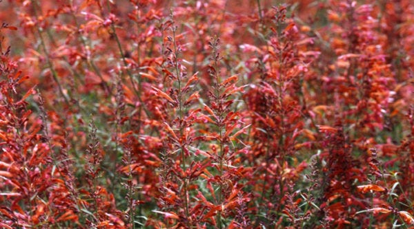 Agastache rupestris Apache Sunset