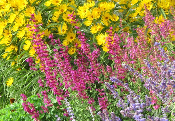 Agastache ava and helianthus santa fe.