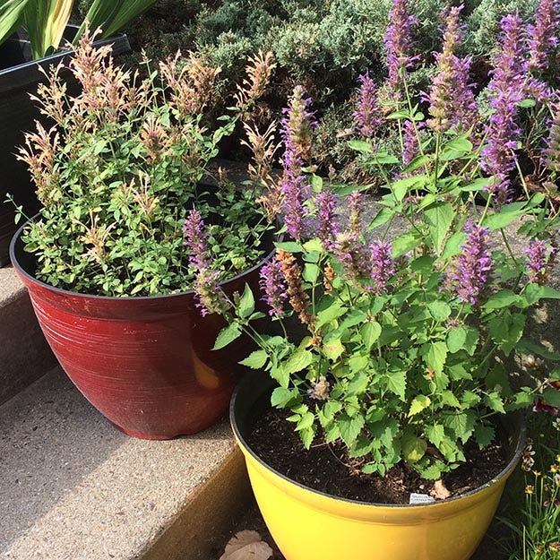 Agastache Blue Boa with Agastache Peach in Containers