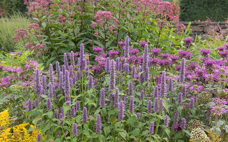 Agastache foeniculum, Anise hyssop, Joe Pye weed, monarda, and Monarda