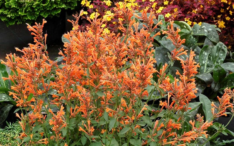 Agastache Kudos Mandarin