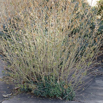 Agastache in late fall.