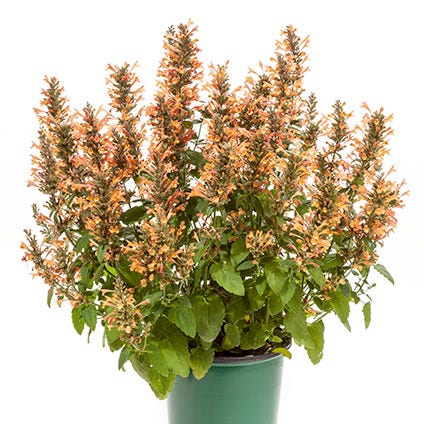 agastache acapulco peach.