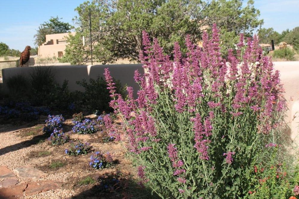 Agastache Ava, with its minty fragrance and stunning flower spikes, is a showstopper for this walkway - and you may even invite some hummingbirds for a visit! Shown with Hardy Plumbago (Ceratostigma). Customer photo by Russ in NM.