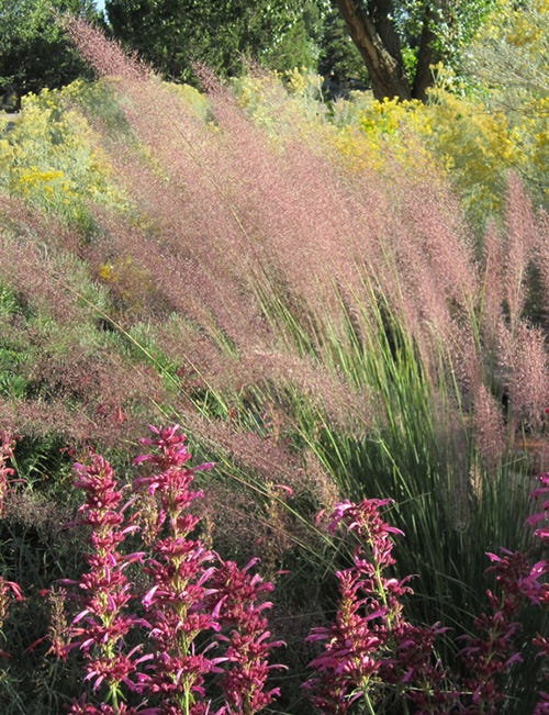 Chrysothamnus (Rabbitbrush), Pink Flamingo Muhly Grass, and Ava Agastache