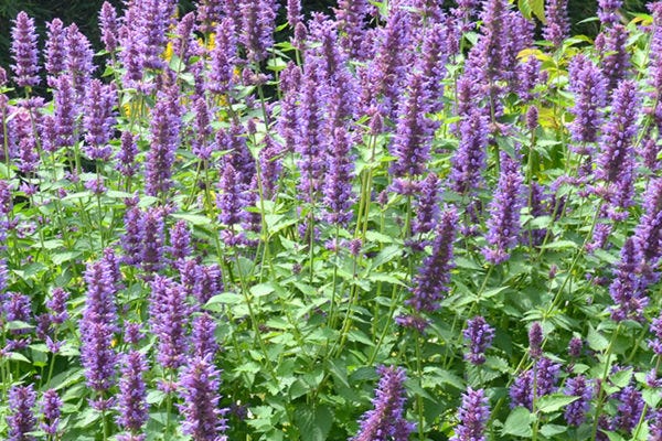 agastache blue boa