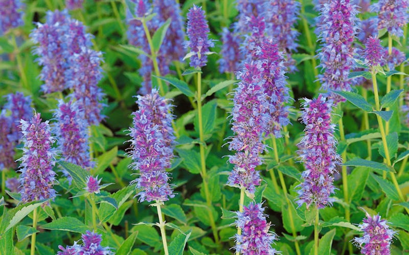 Agastache Blue Fortune