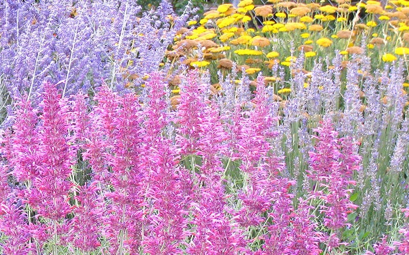 Agastache, Russian Sage, Yarrow & Lavender