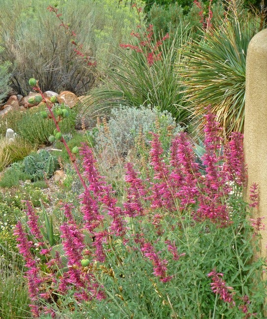 David Salman's Santa Fe Garden featuring Fall Fiesta Agastache and Hesperaloe in bloom