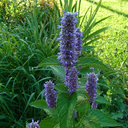 Agastache foeniculum.