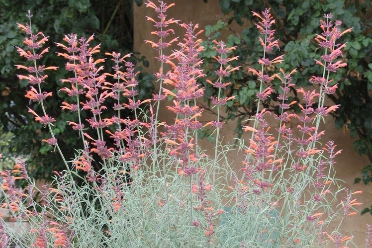 Hummingbird feeds at the Agastache rupestris flower