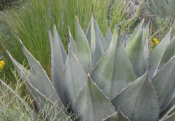 Agave haavardiana with nasella and helictotrichon.