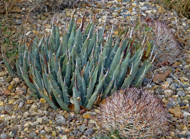 Utah Century Plant (Agave utahensis) in the landscape on a mountainside in Utah.