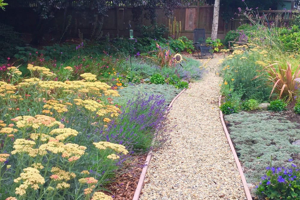 Gold and rust Yarrow (Achillea) complements deep purple Lavender blooms along this gravel walkway. Low-growing groundcovers add a soothing silvery color to the mix. Customer photo by Mario H.
