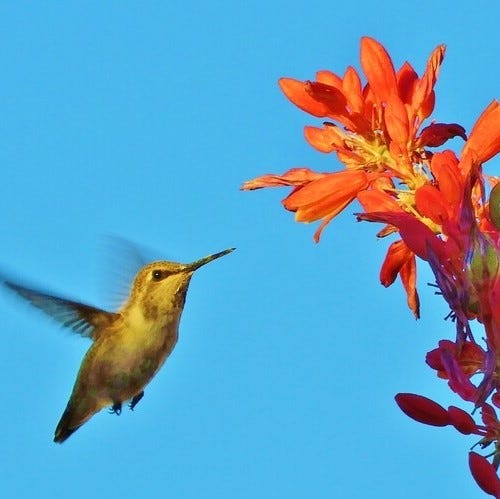 Hummingbird and Hesperaloe flowers