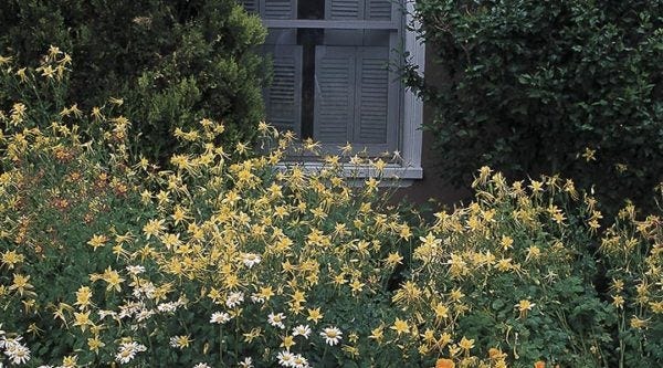 Columbine (Aquilegia) will do well planted along a north-facing wall