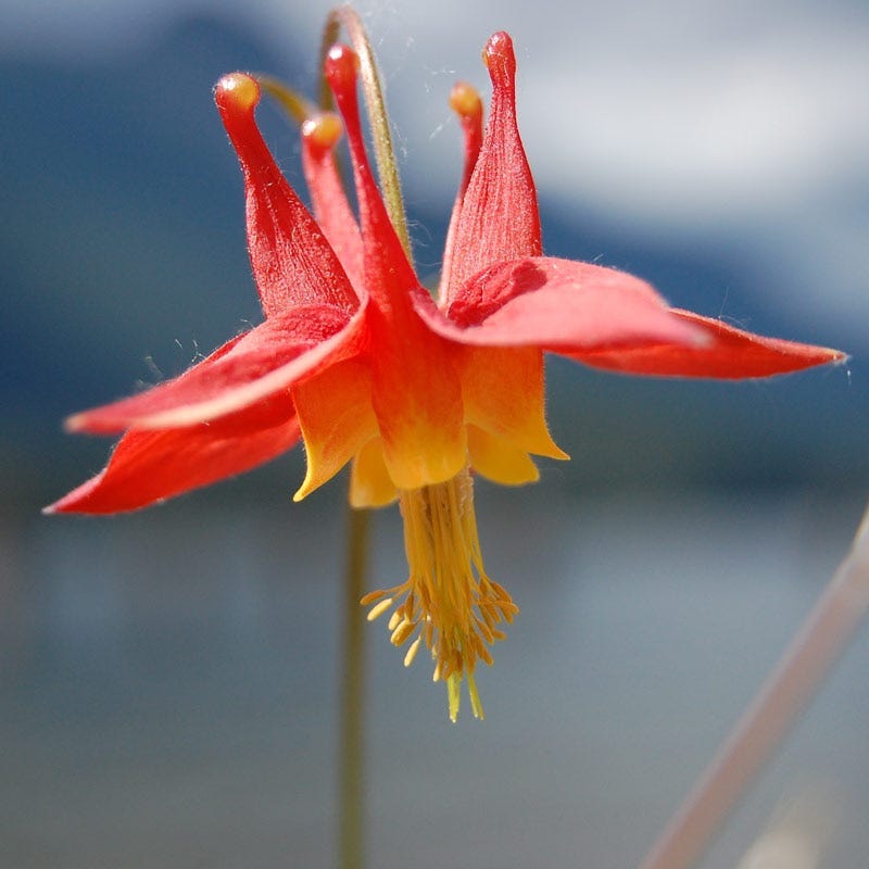 Arizona Columbine (Aquilegia desertorum)