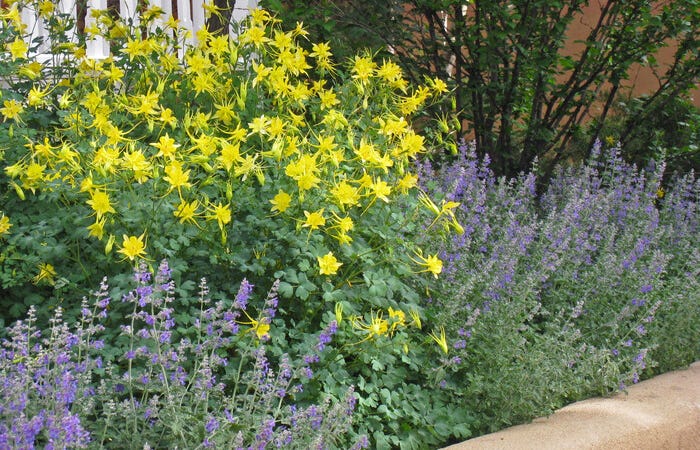 Columbine (Aquilegia) and Nepeta create a complementary pairing in this Santa Fe, NM garden.