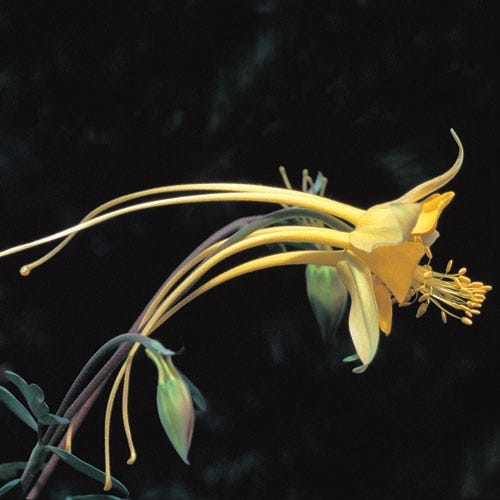 Swallowtail Columbine (Aquilegia), cultivated with seeds discovered by Sally Walker