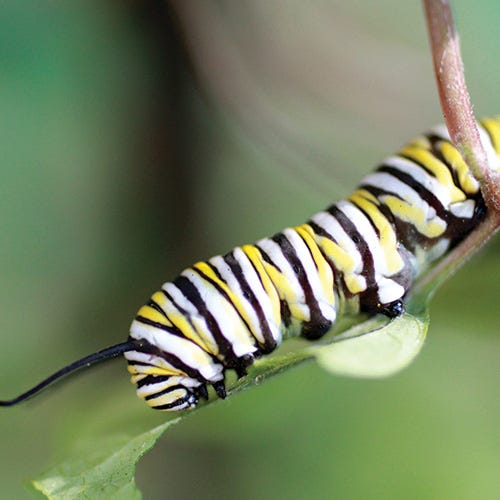 caterpillar