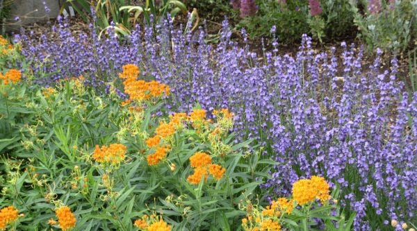 Tips on pruning flowering shrubs such as Lavender.