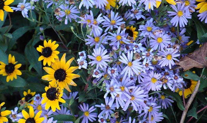 Close up of Aster Bluebird with Rudbeckia