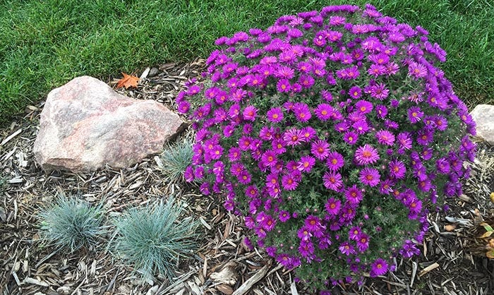 Aster Purple Dome
