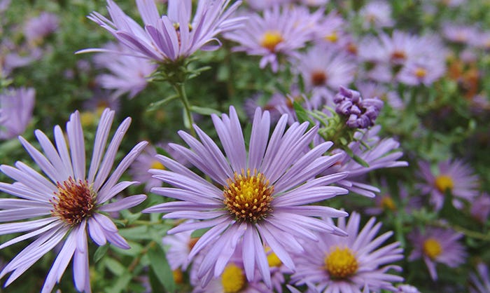 Close Up Of Raydon's Favorite Aromatic Aster