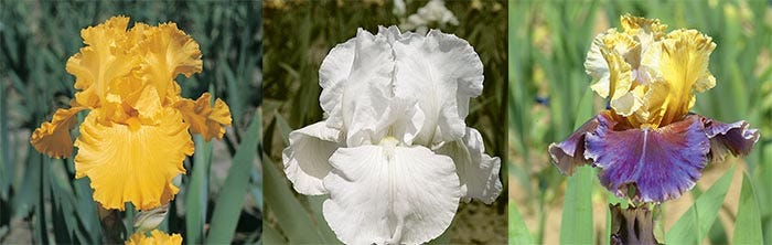 Re-Blooming Bearded Iris- Collection of Three